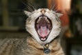 Vicious furry kitty Royalty Free Stock Photo