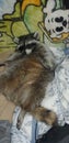 Vicious raccoon loveable lazy adorable