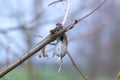 Victim of Great Grey Shrike (Lanius excubitor) - killed mouse hanging from a tree. A bird\'s larder Royalty Free Stock Photo