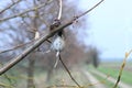 Victim of Great Grey Shrike (Lanius excubitor) - killed mouse hanging from a tree. A bird\'s larder Royalty Free Stock Photo