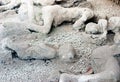 A victim in Pompeii of the eruption of Mt Vesuvius Royalty Free Stock Photo