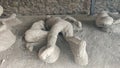 Victims of the fugitives\' garden, Pompeii, Naples, Campania, Italy Royalty Free Stock Photo