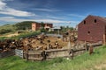 Victor Colorado Cattle Yards Royalty Free Stock Photo