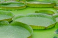 Victoria, Amazon Water Lily