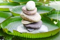 Victoria, Amazon Water Lily leaves with stone tower