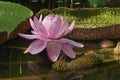 Victoria Amazon Waterlily Royalty Free Stock Photo