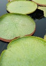 Victoria amazonica