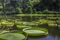 Victoria amazonica with a coniferous forest at botanical gardens in Tokyo JAPAN.