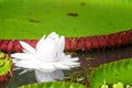 Victoria Amazonica Flower Closeup
