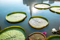 Victoria Amazonica Flowers and Leaves Royalty Free Stock Photo