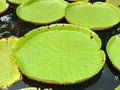 Victoria amazonica Giant water leaf closeup Royalty Free Stock Photo