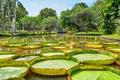 Victoria Amazonica Giant Water Lilies in beautiful Suan Saranrom Royalty Free Stock Photo