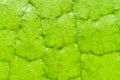 Victoria Amazonica Giant Water Lilies macro texture background Royalty Free Stock Photo