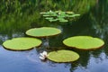 Victoria Amazonica Giant Water Lilies Royalty Free Stock Photo