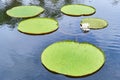 Victoria Amazonica Giant Water Lilies Royalty Free Stock Photo