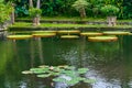 Victoria Amazonica Giant Water Lilies Royalty Free Stock Photo