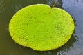 Victoria Amazonica Giant Water Lilies Royalty Free Stock Photo