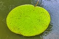 Victoria Amazonica Giant Water Lilies Royalty Free Stock Photo