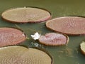 Victoria amazonica Giant Water Lily, Royal Water Lily stock photo. Royalty Free Stock Photo