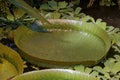 Victoria amazonica, Giant waterlily, Amazon water lily Royalty Free Stock Photo