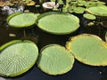 Victoria amazonica large leaves of aquatic plants i Royalty Free Stock Photo