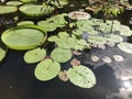 Victoria amazonica large leaves of aquatic plants i Royalty Free Stock Photo