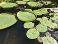 Victoria amazonica large leaves of aquatic plants i Royalty Free Stock Photo