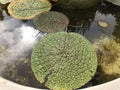 Victoria amazonica large leaves of aquatic plants i Royalty Free Stock Photo