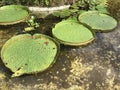 Victoria amazonica large leaves of aquatic plants i Royalty Free Stock Photo