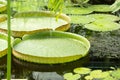 Victoria amazonica is the largest waterlily in the world. Leaves of water lily Victoria amazonica floating in water Royalty Free Stock Photo