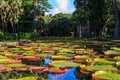 Victoria Amazonica lilies in Pamplemousses Boticanal Gardens, Mauritius Royalty Free Stock Photo