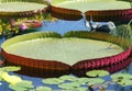 Victoria amazonica Lotus leaves with reflections Royalty Free Stock Photo