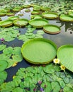 Victoria Amazonica and Nymphaea Tetragona Royalty Free Stock Photo