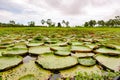 Victoria Amazonica - Nymphaeaceae - indigenous to the Amazon River basin`s shallow waters. Here on Amazon River in Brazil