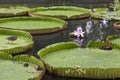 Victoria amazonica in pond Royalty Free Stock Photo