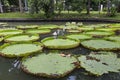 Victoria amazonica in pond Royalty Free Stock Photo