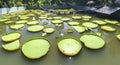 Victoria amazonica in the pond Royalty Free Stock Photo