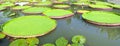 Victoria amazonica in the pond Royalty Free Stock Photo