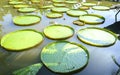 Victoria amazonica in the pond Royalty Free Stock Photo