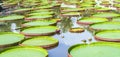 Victoria amazonica in the pond Royalty Free Stock Photo