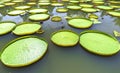 Victoria amazonica in the pond Royalty Free Stock Photo