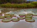 Victoria amazonica in the pond. Royalty Free Stock Photo