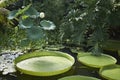 Victoria amazonica in a pond Royalty Free Stock Photo