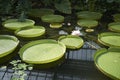 Victoria amazonica in a pond Royalty Free Stock Photo