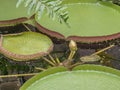 Victoria Amazonica water lily. Huge floating lotus.