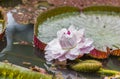 Victoria Amizonica Water Lily Royalty Free Stock Photo