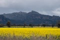 Victoria, Australia. Canola Fields Blooming