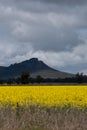 Victoria, Australia. Canola Fields Blooming