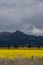 Victoria, Australia. Canola Fields Blooming