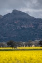 Victoria, Australia. Canola Fields Blooming